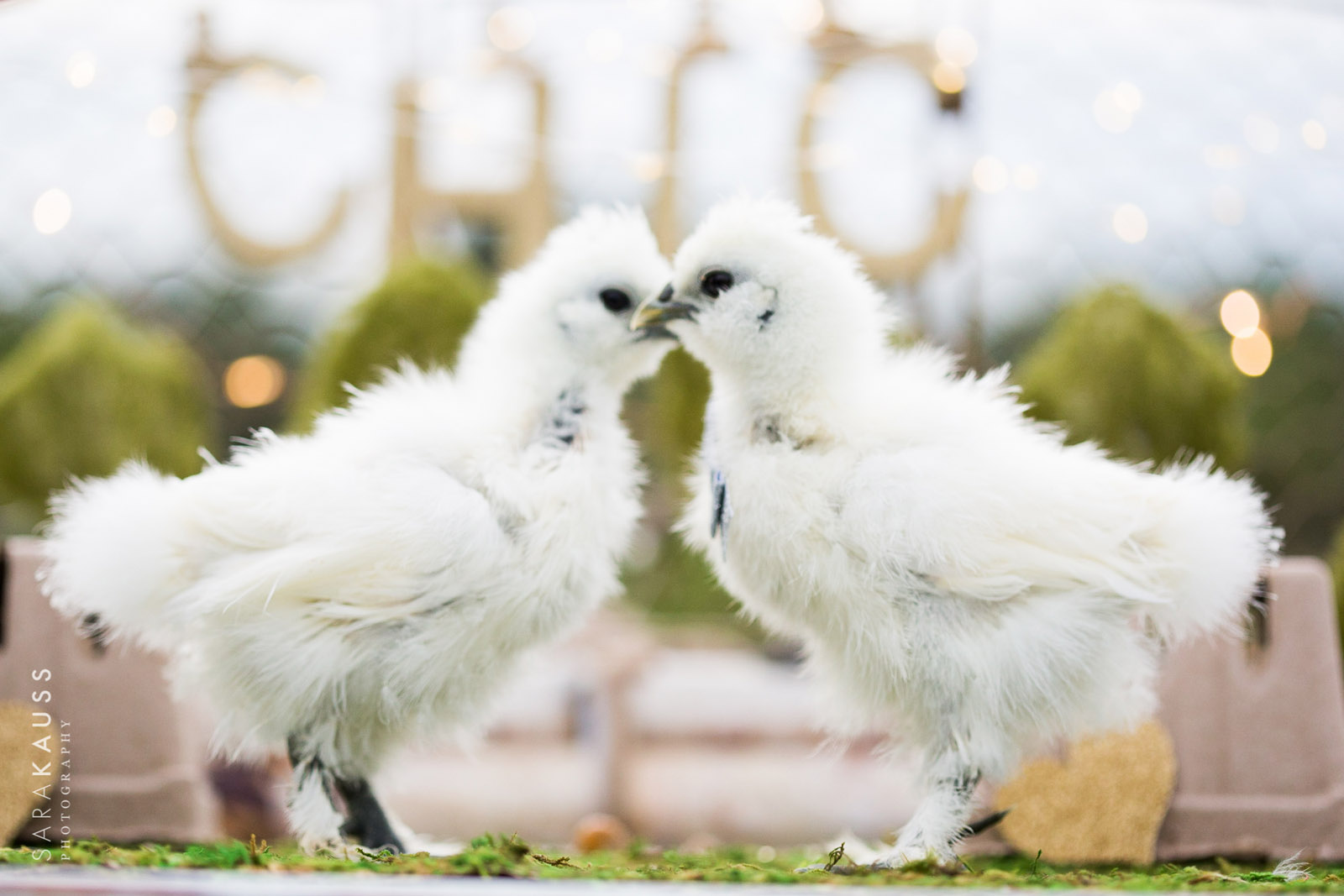 Shabby Chick Wedding | Sara Kauss Photography | Cute Animals