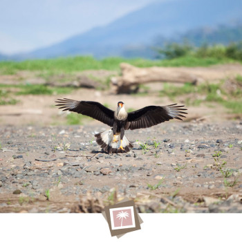 costa_rica_photographer-14_birds