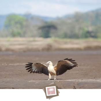 costa_rica_photographer-15_birds