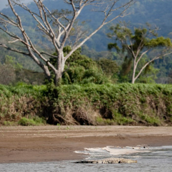 costa_rica_photographer-17_jose_crocodile_tour