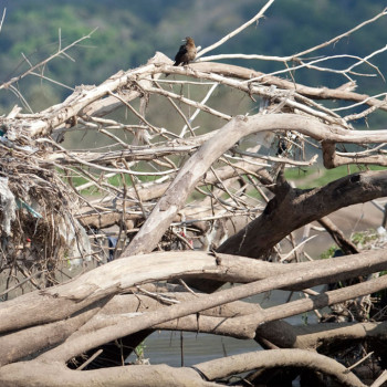 costa_rica_photographer-18_bird