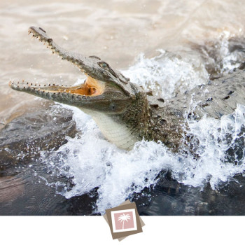 costa_rica_photographer-20_crocodile-jumping