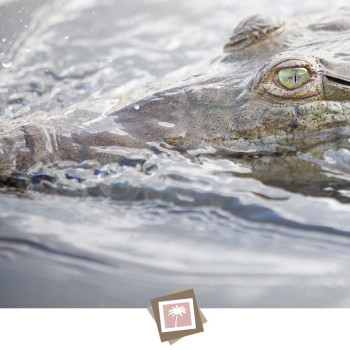 costa_rica_photographer-21_crocodile_eye