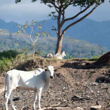 costa_rica_photographer-24_cows