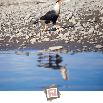 costa_rica_photographer-25_birds