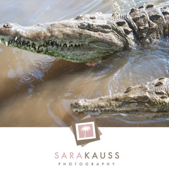 costa_rica_photographer-26_crocodile