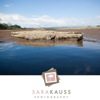 costa_rica_photographer-9_crocodiles