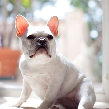 florida-keys-backyard-wedding-2_white-pug