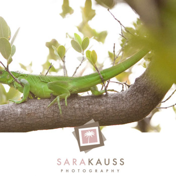 florida-keys-backyard-wedding-30_iguana