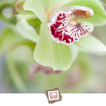 florida-keys-backyard-wedding-5_orchids