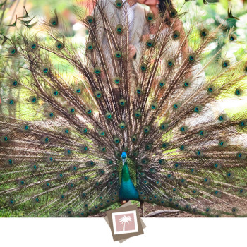 peacock-bride-and-groom