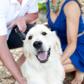 country-park-engagement-photos-14-kiss_dog