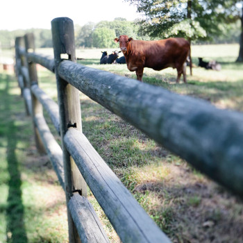 tennessee_wedding_photographer_1-cows_fences