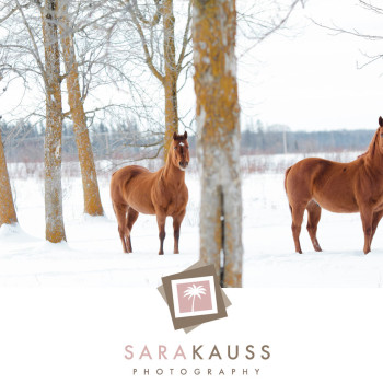 winter_wedding_12_horses_in_the_snow