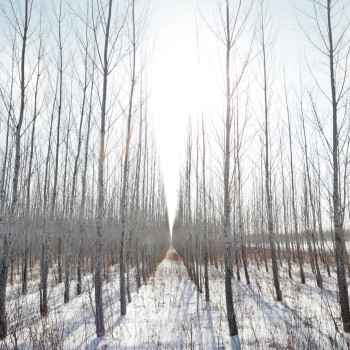 winter_wedding_1_birch-trees
