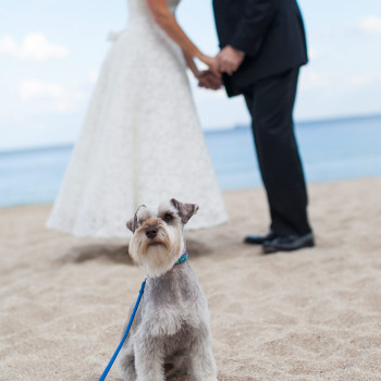 ritz-carlton-wedding-17_husband-wife-dog-kiss-beach
