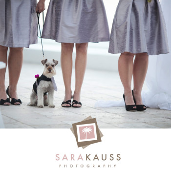 ritz-carlton-wedding-32_puppy_ring-bearer