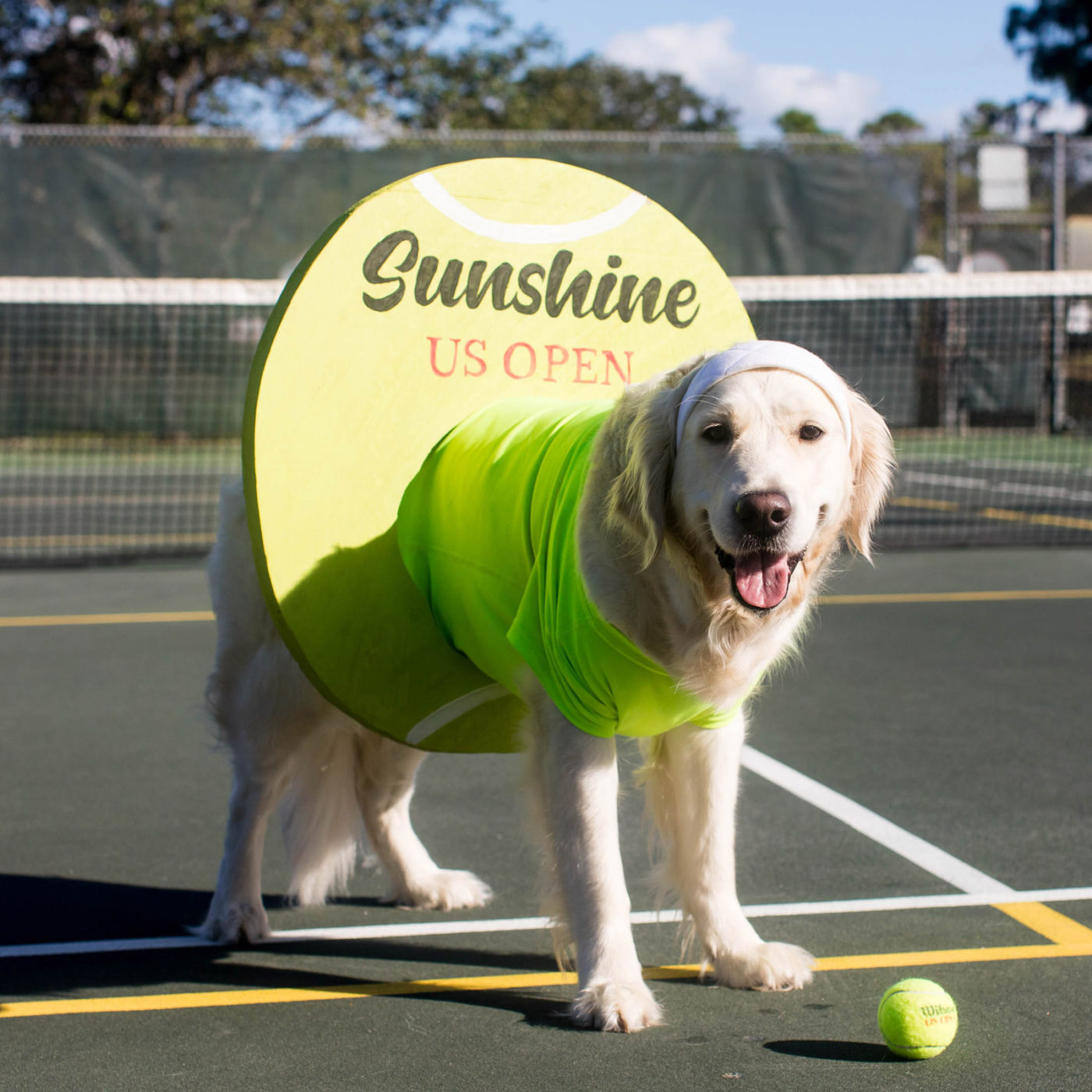 Best Dog Halloween Costume | Sunshine 