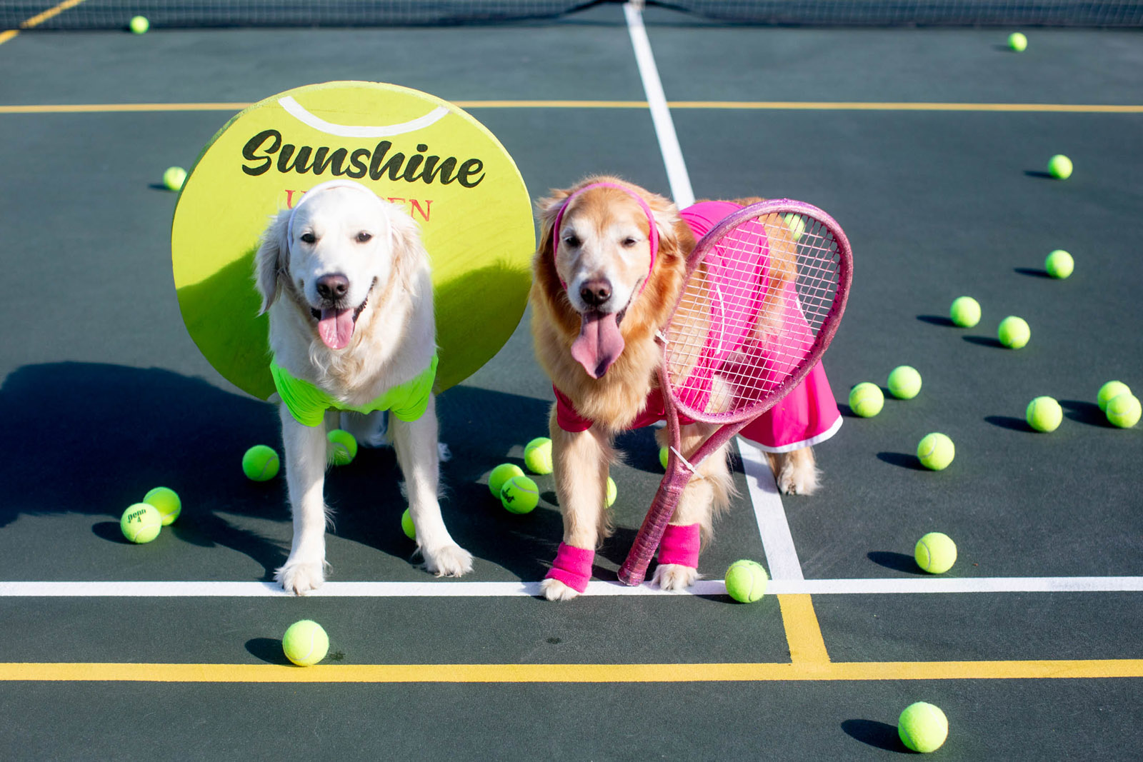 Best Dog Halloween Costume | Sunshine 