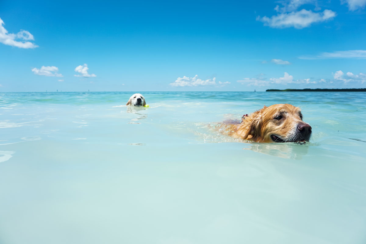 Florida Keys Weddings | by Sara Kauss Photography | Dogs Swimming