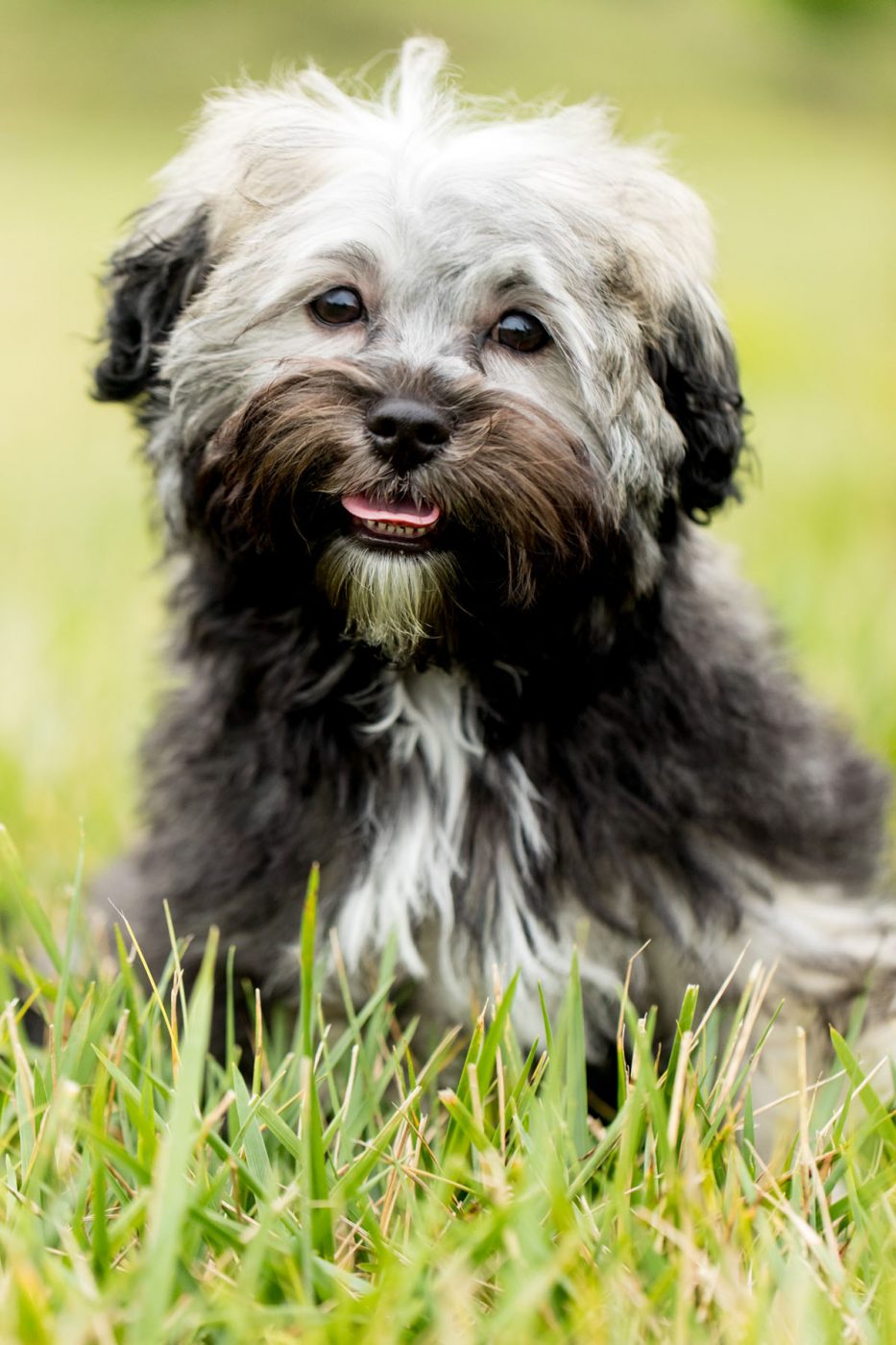Mandisa And Kiya Celebrity Dogs And Their People By Sara Kauss Mandisa And Kiya Celebrity Dogs And Their People By Sara Kauss