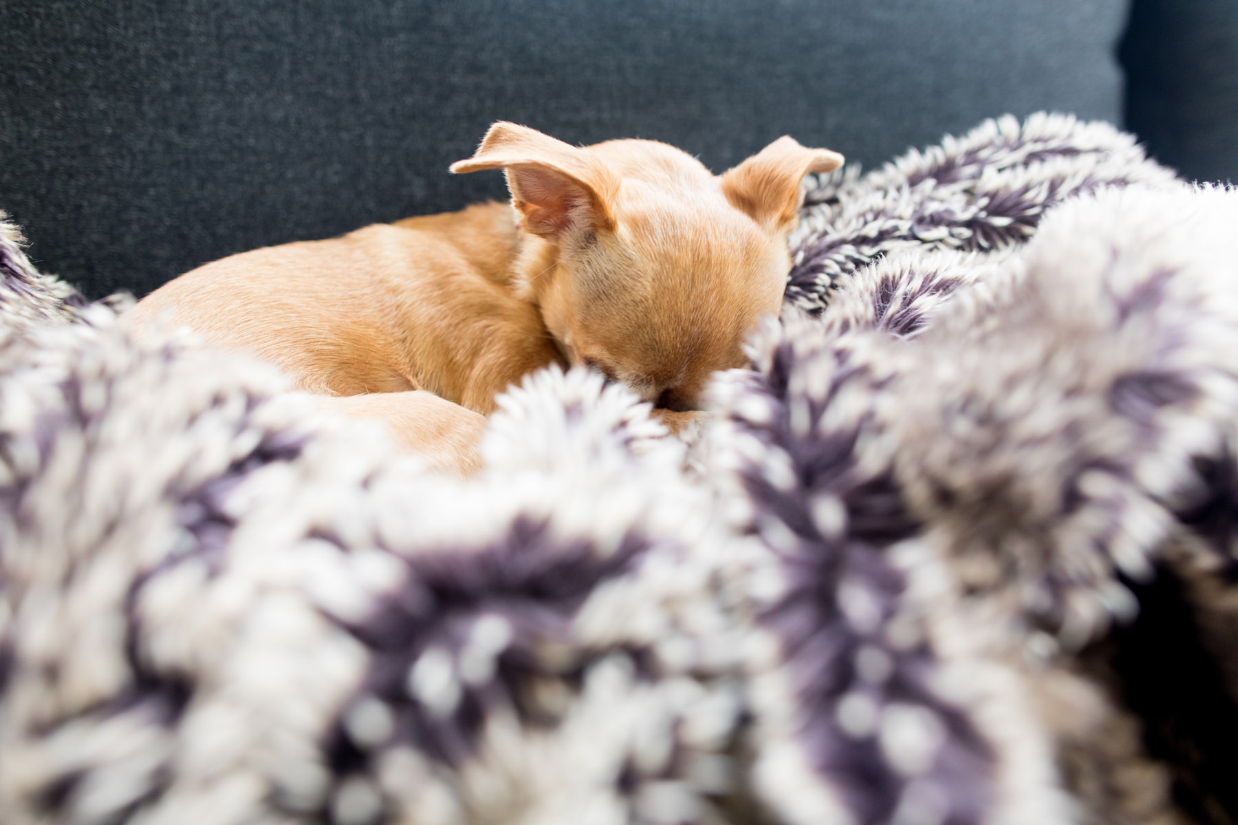 Dolly, RaeLynn's Chihuahua | © Sara Kauss Photography 2020